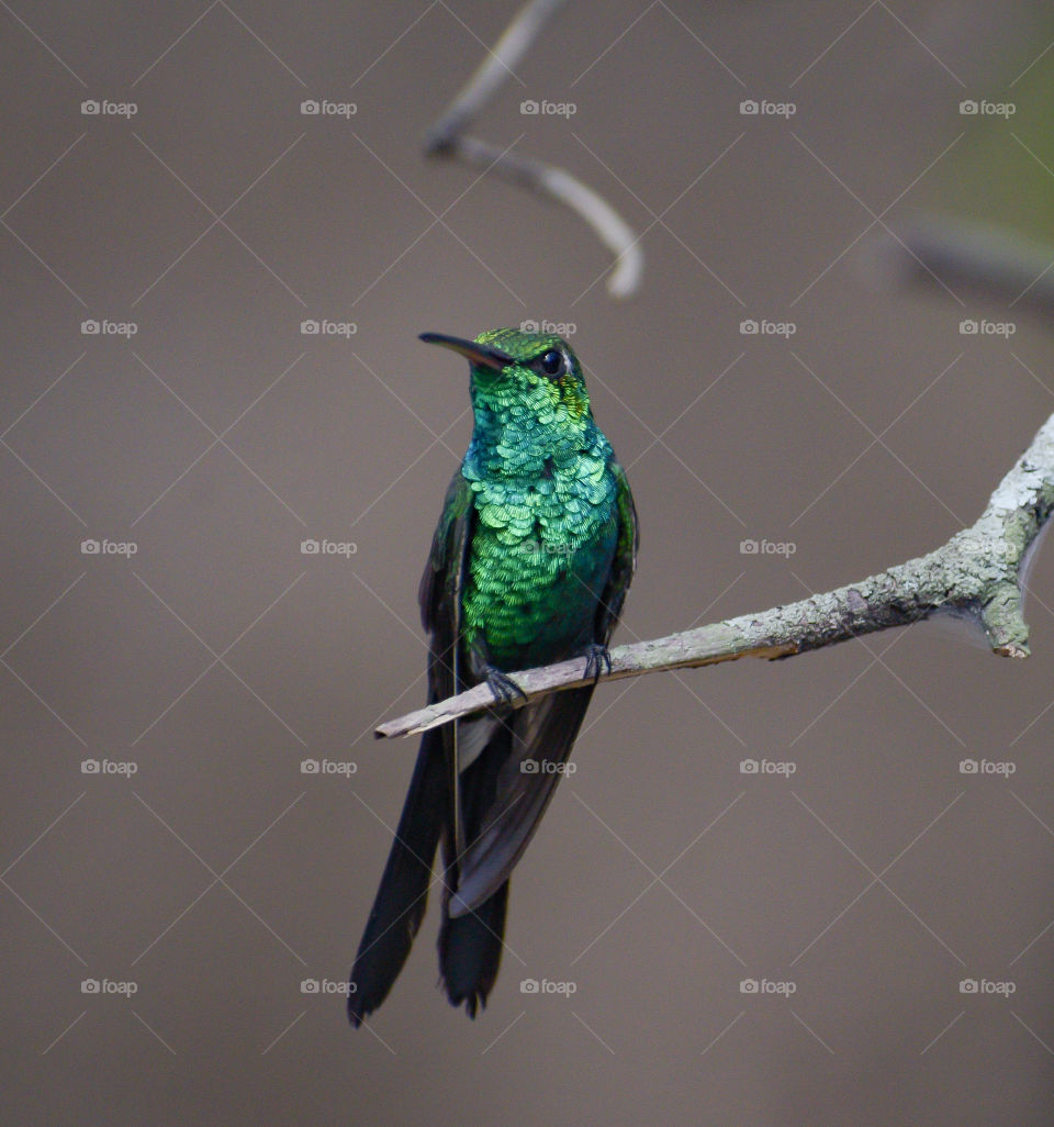 Emerald hummingbird