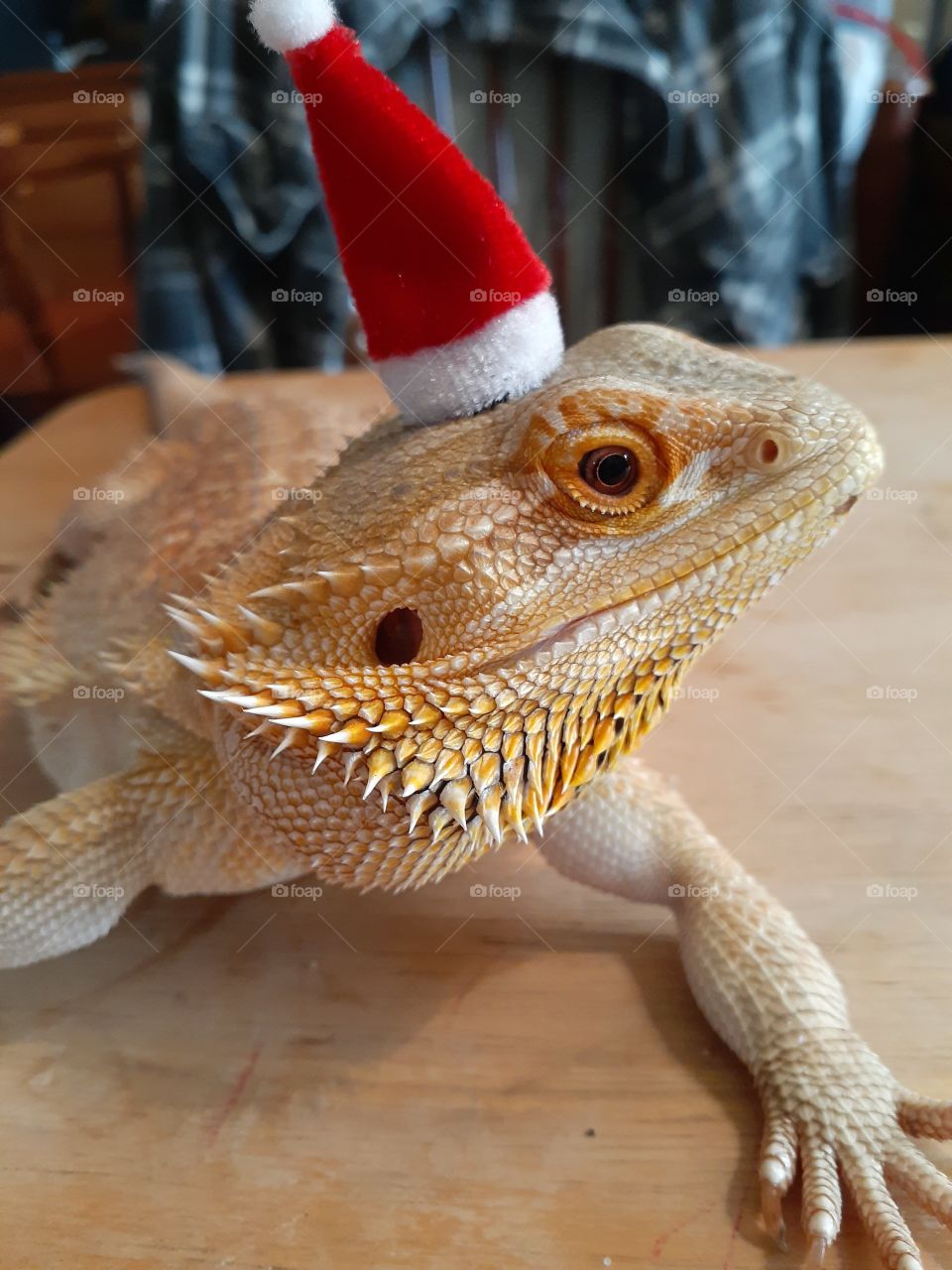 Legend's Santa Hat