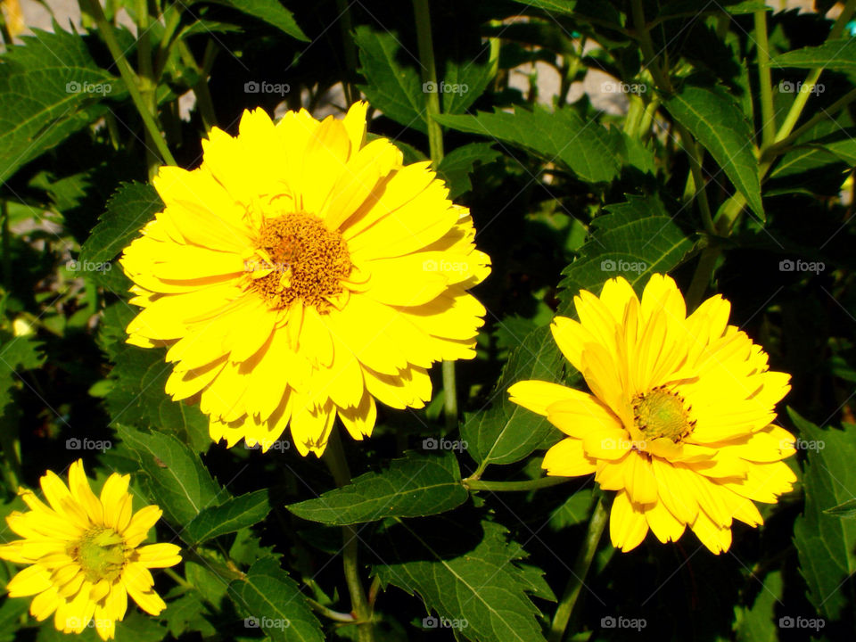 green yellow flora outdoors by refocusphoto