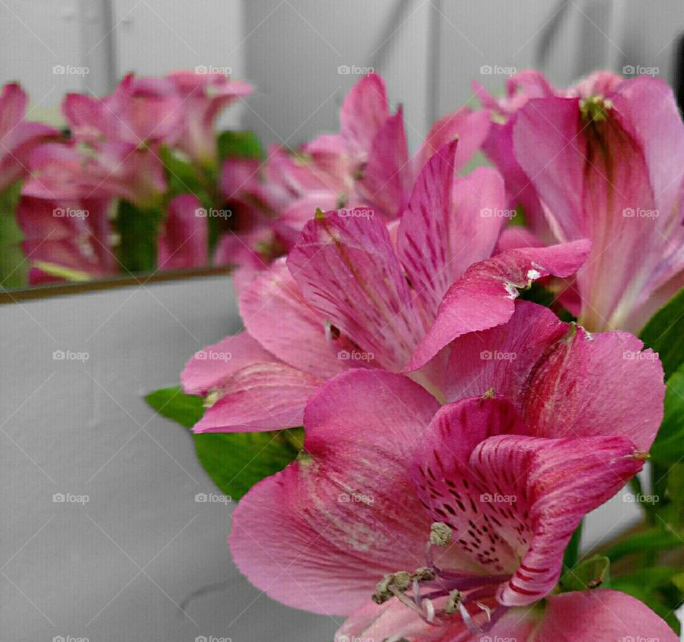 Flowers - Splash of Color