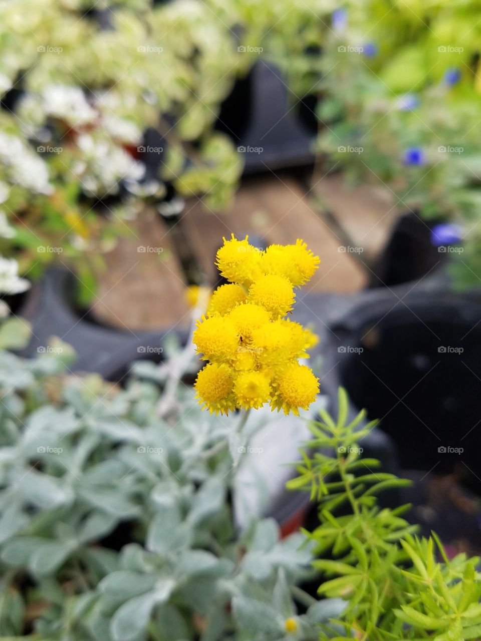 yellow flowers in my garden