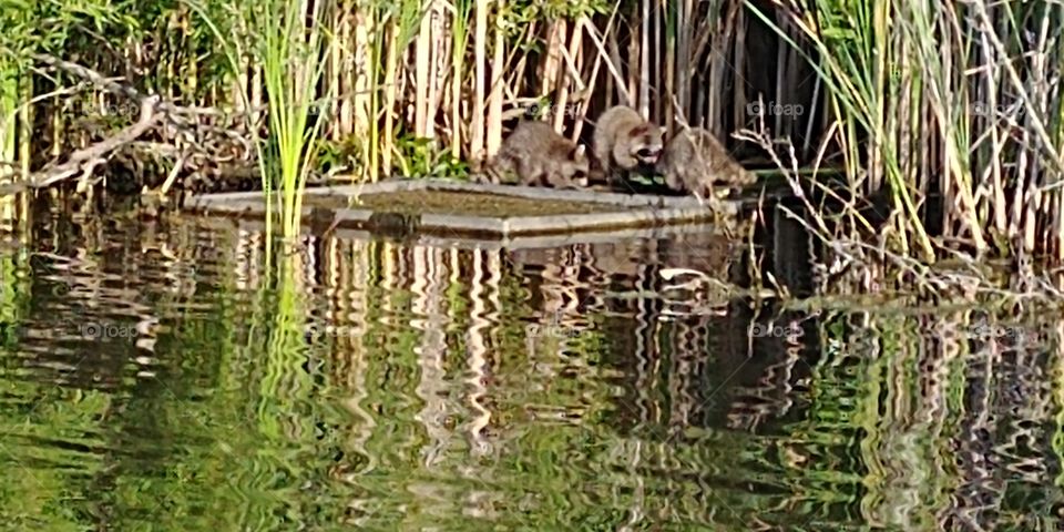 Playful baby raccoons