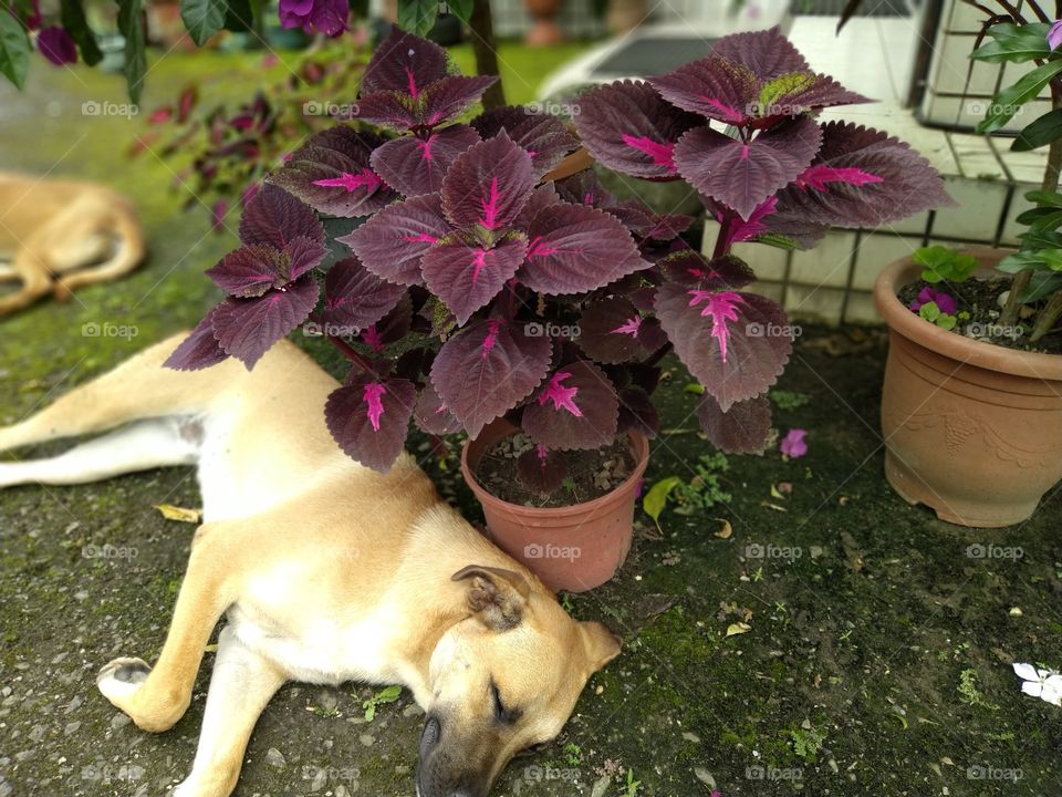 a relaxing and colourful herb plants that make my dog fall asleep