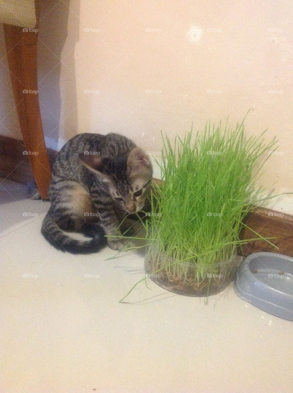 Cat enjoy her nutrition grass