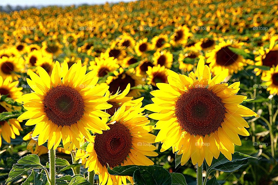 Sun flower fields