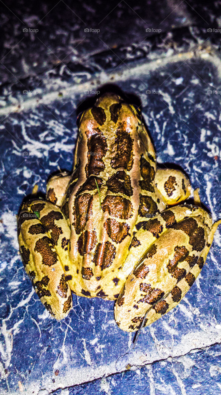 frog backside
