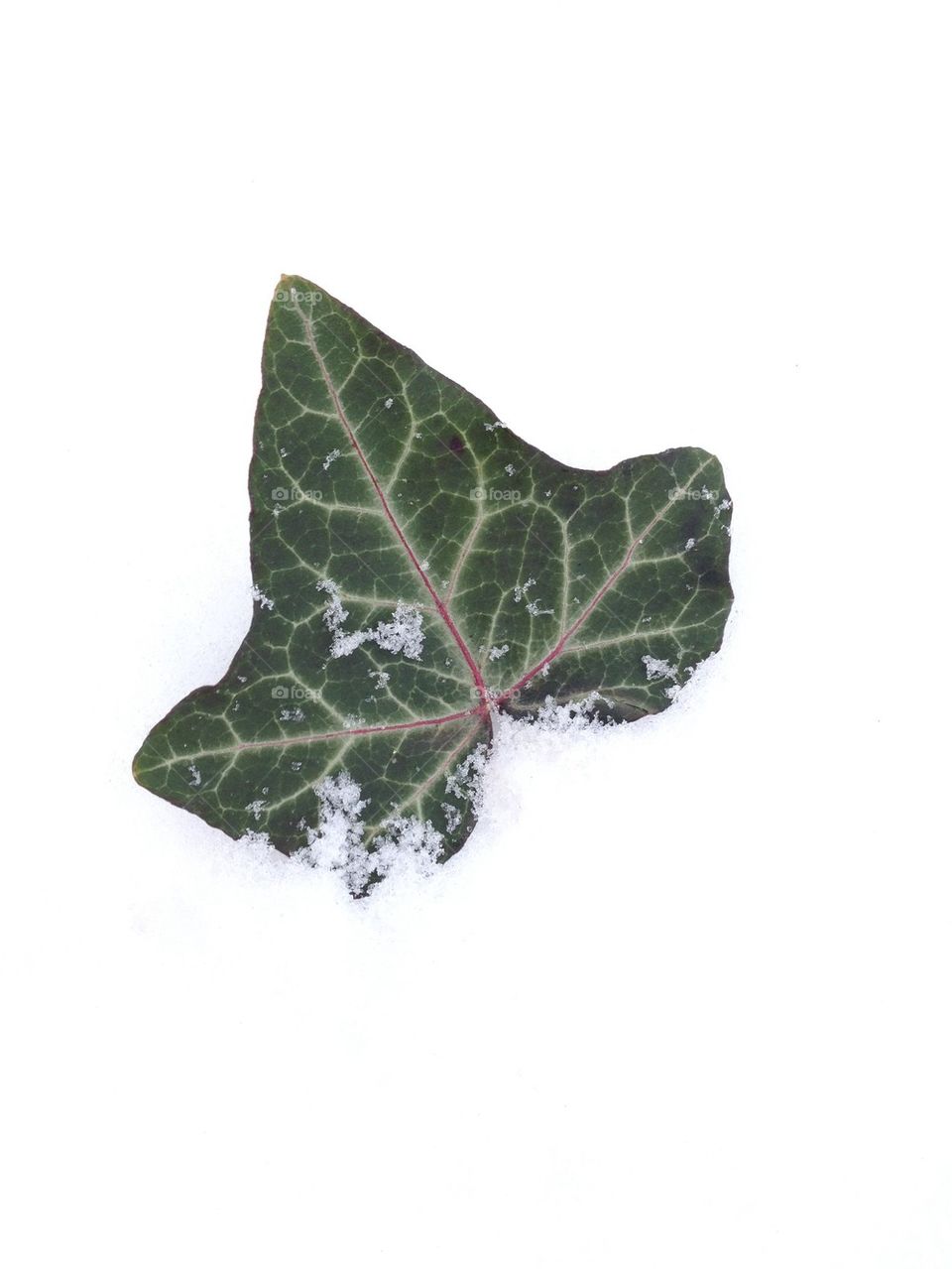 Green within the white 