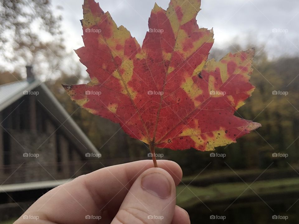 Red maple tree leaf