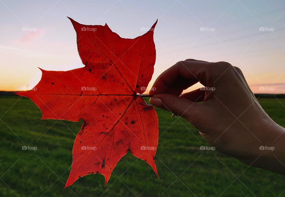 Have a wonderful Autumn 🍁Autumn sunset 🍂🍁 Maple leaf 🍁