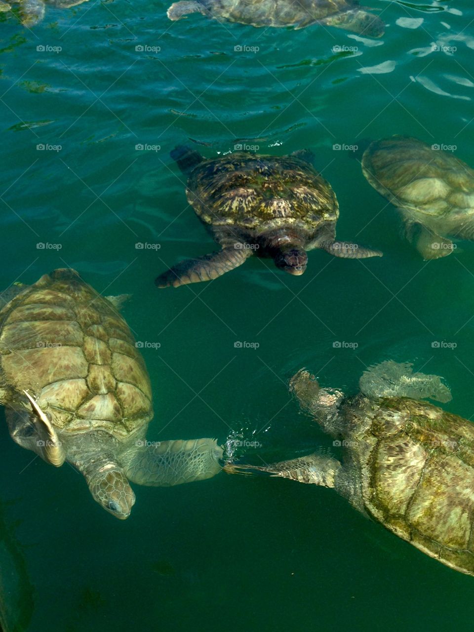 Turtle, Underwater, Swimming, Water, Reptile