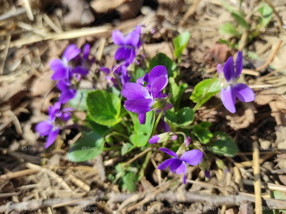 beautiful early violet