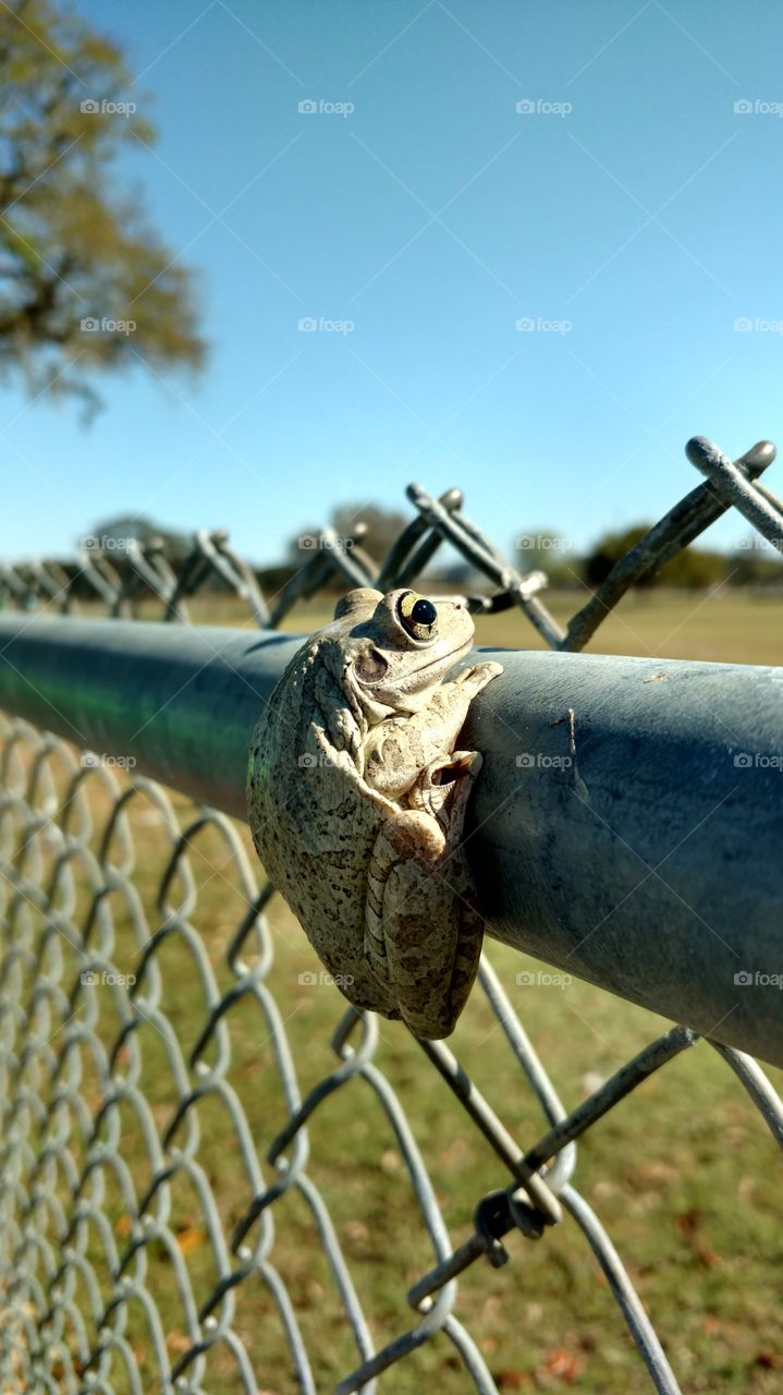 wildfrog hanging out on a chain link fence at the park...watching life pass him by.