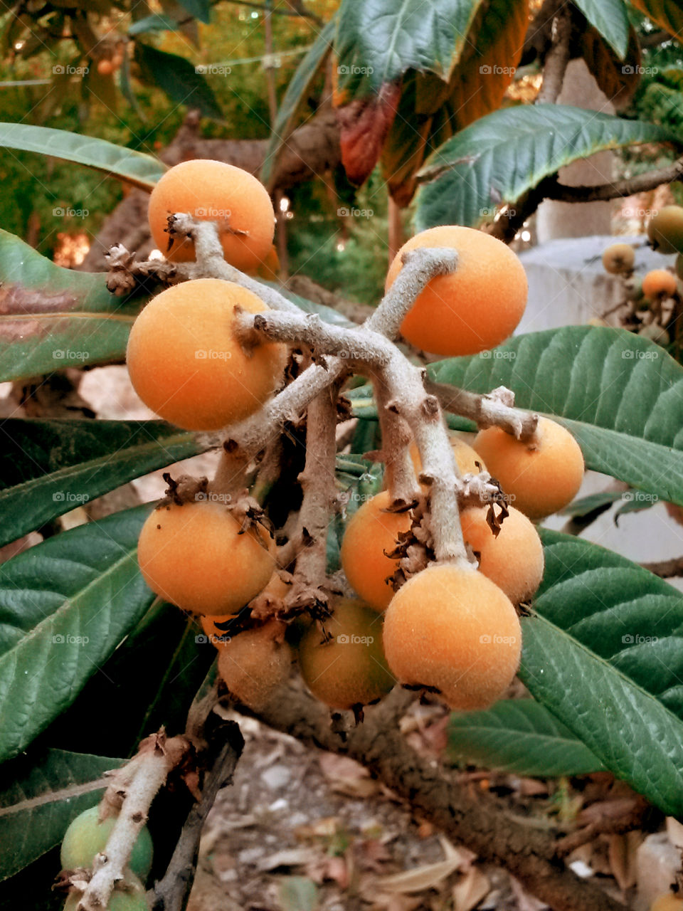 Bunch of fruits