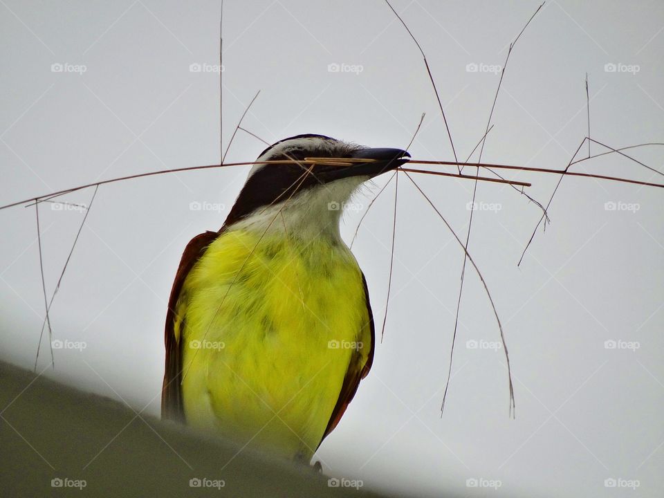 Colorful Tropical Bird. Yellow Mexican Kiskadee Songbitd Building A Nest
