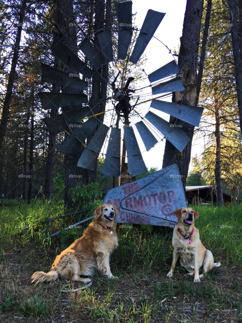 This photo features two retrievers sitting on either side of a vintage windmill and smiling for the camera.