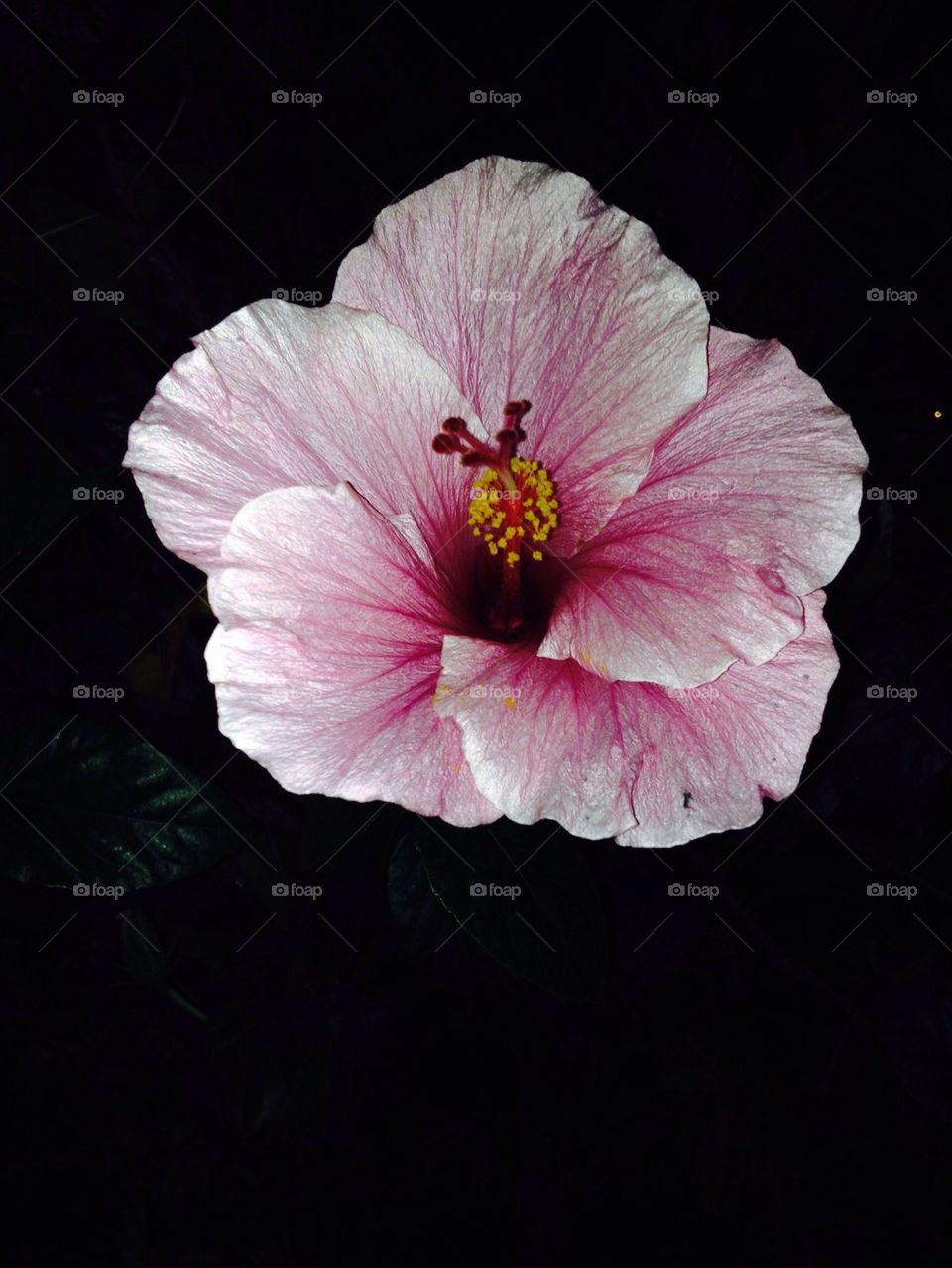 Hibiscus in the dark 