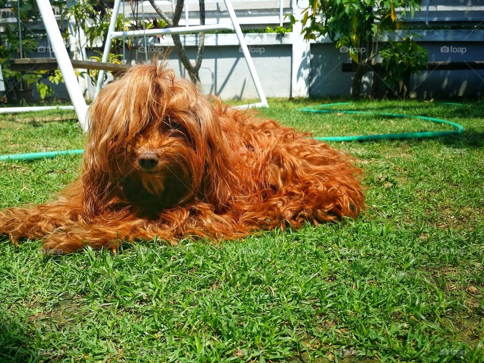 Dog on the lawn in summer.