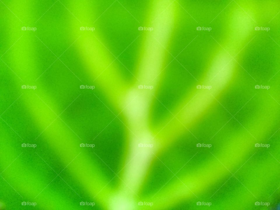 fresh leaf with attractive colors and patterns and unique shapes