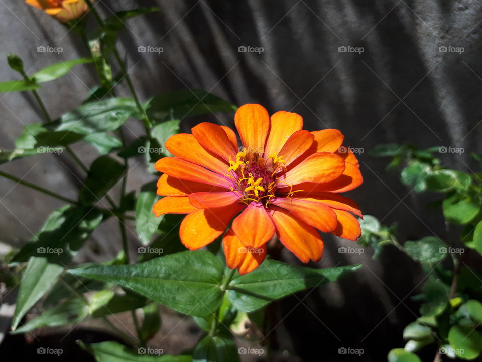 Beautiful orange colour flower in the garden