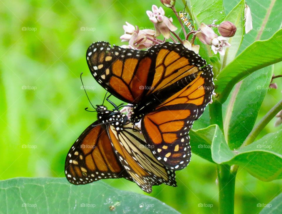 Two monarch butterflies on milkweed. 