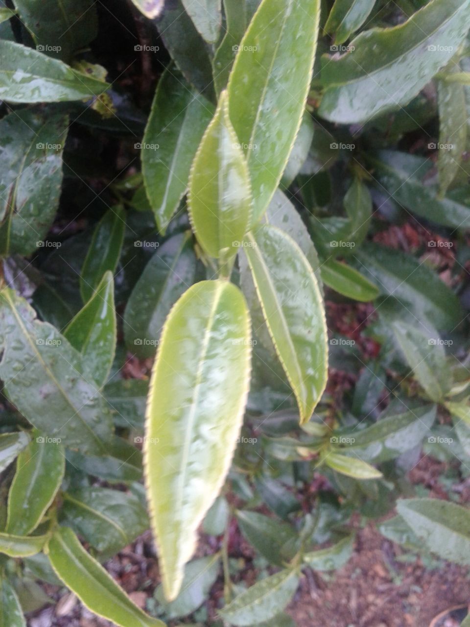 fresh Srilanka Tea leaves