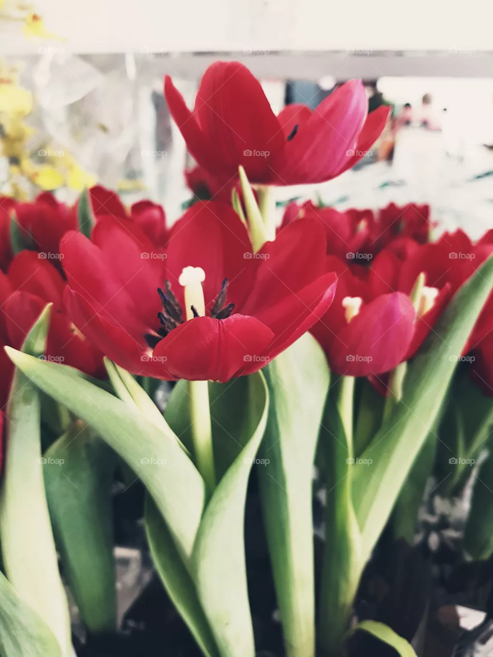 Tulip time