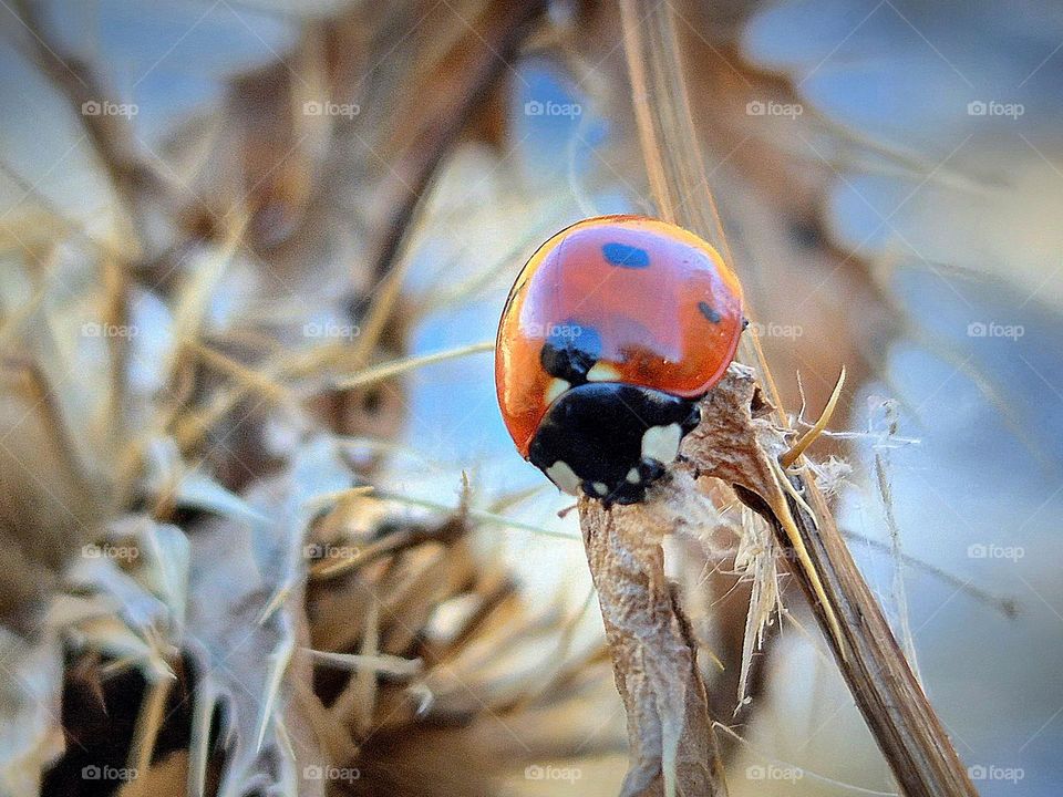ladybug