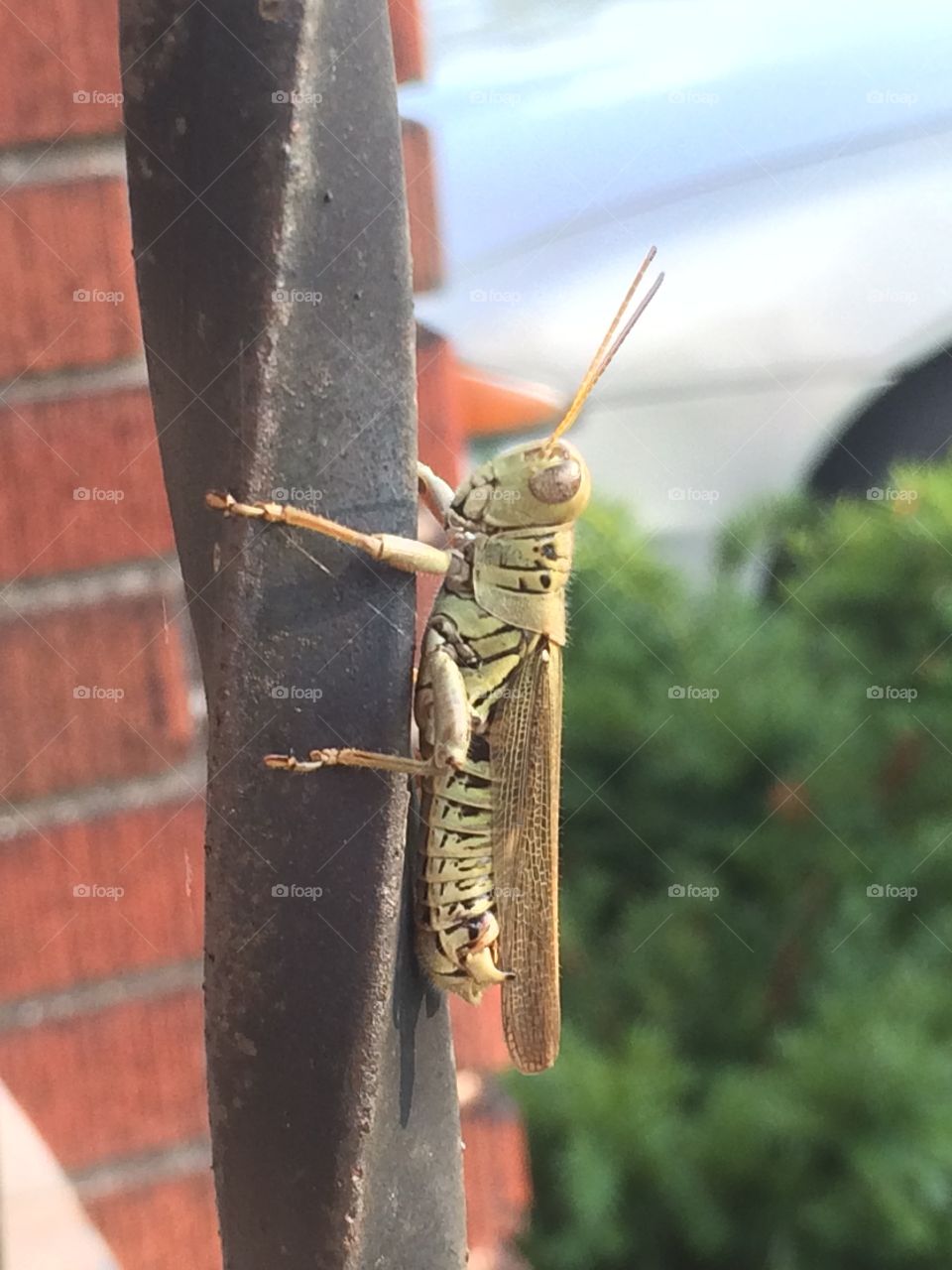 Grasshopper close up 