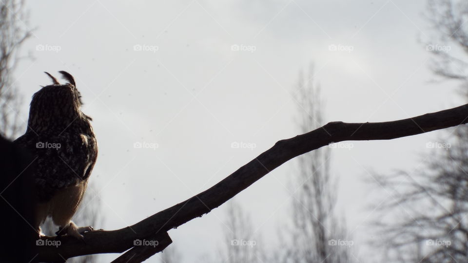 Owl deep in thought!