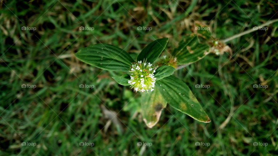 the most beautiful blooming little flowers in my farn