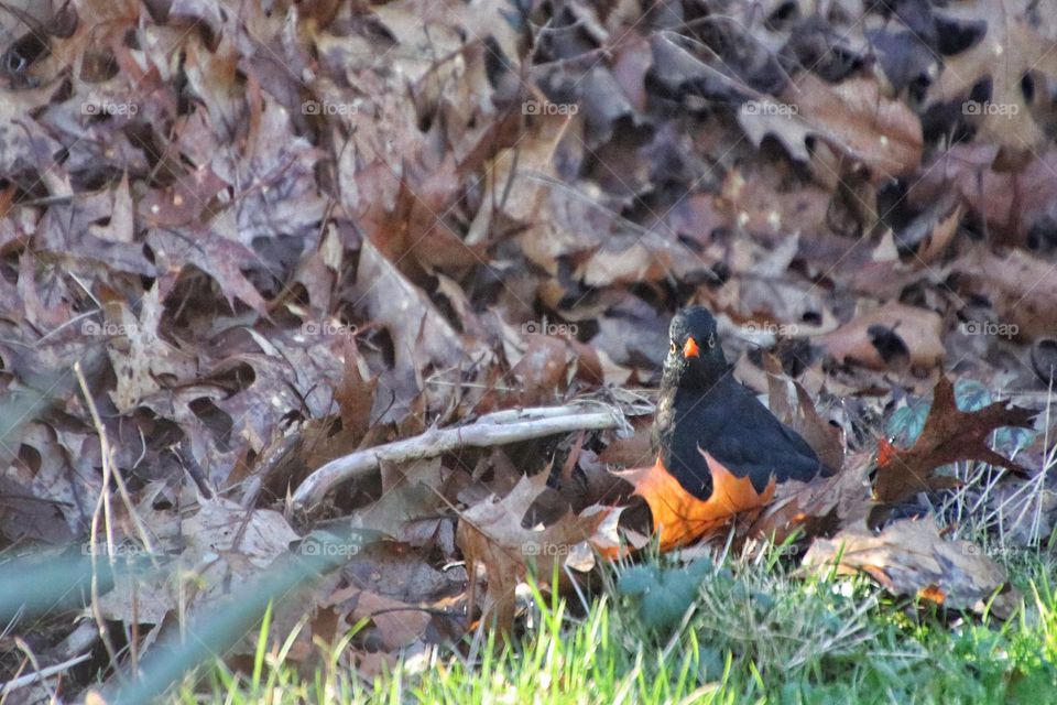 A blackbird looks for food in old brown leaves in winter