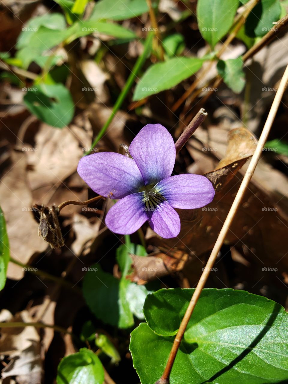 spring violet