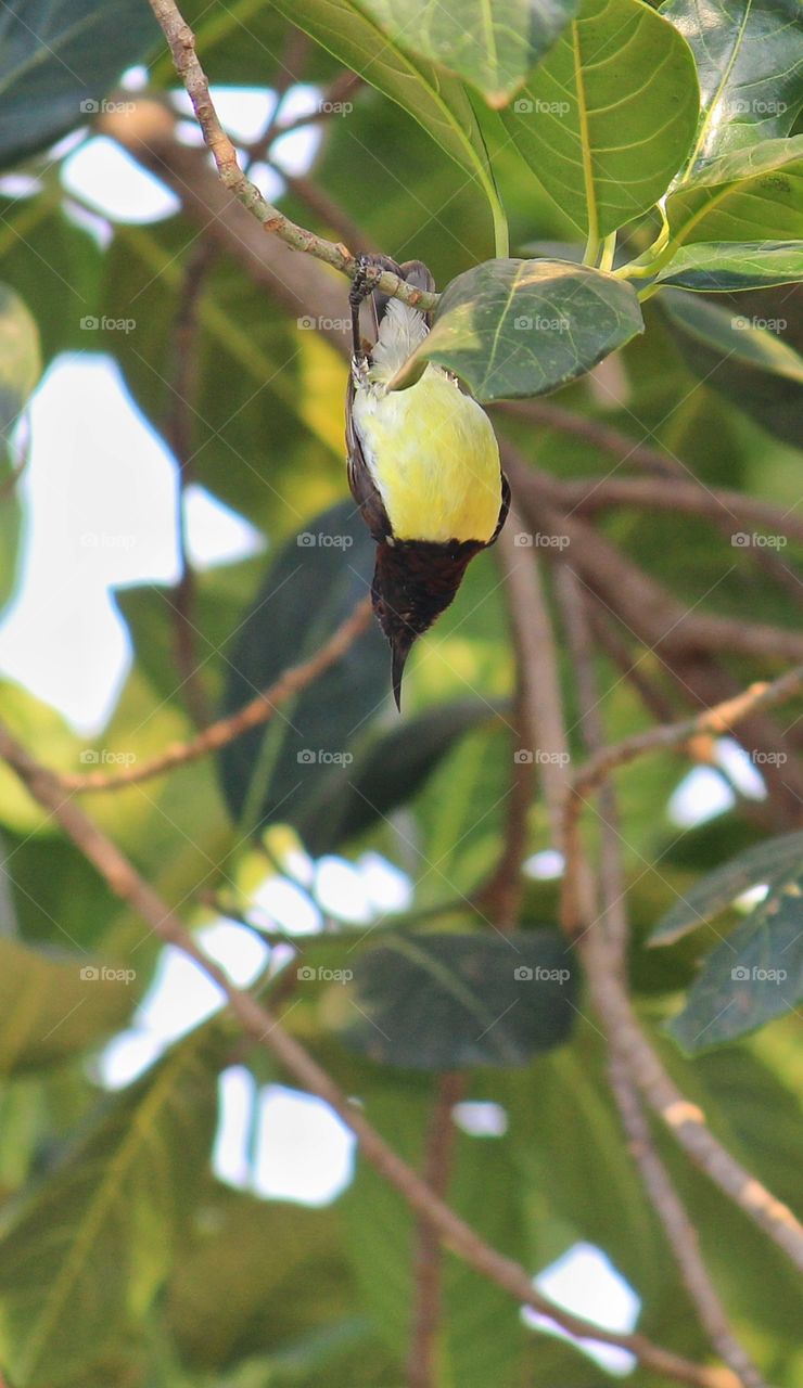 Sunbird Looking for insect