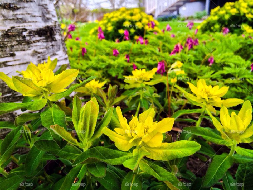 Garden flowers