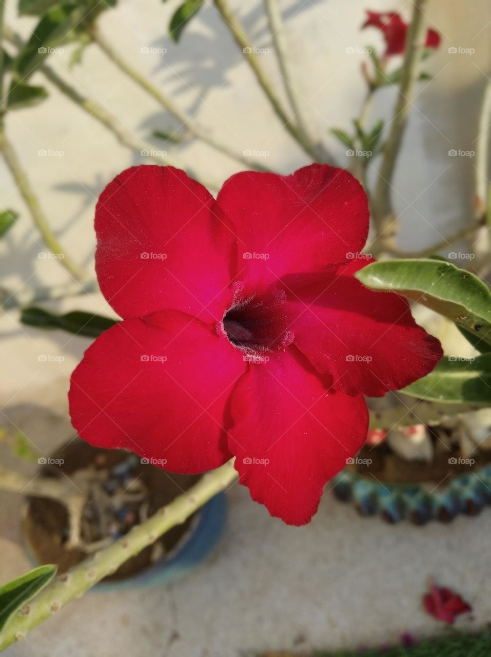 maharoon flower, known as pitunia flower looks very beautiful generally found everywhere fresh seasonal