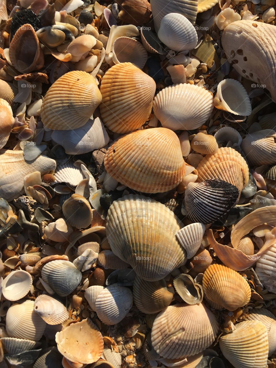 Seashell background 