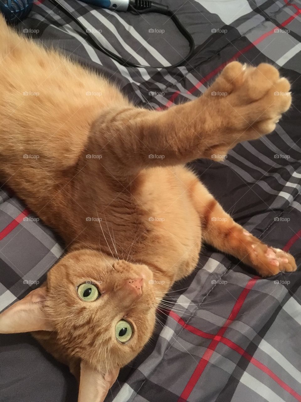 Ginger kitty playing on a red, white and black blanket in Florida 