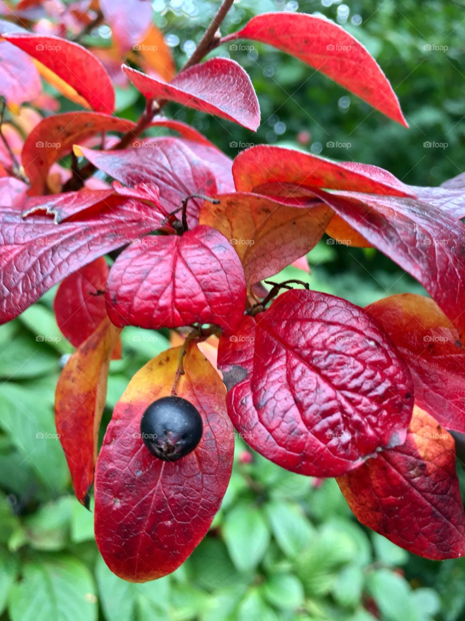 Breathtaking colors of autumn 