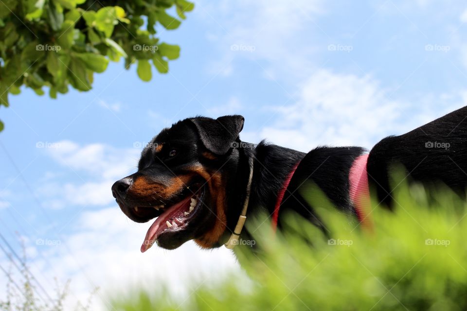 6 months old Rottweiler puppy