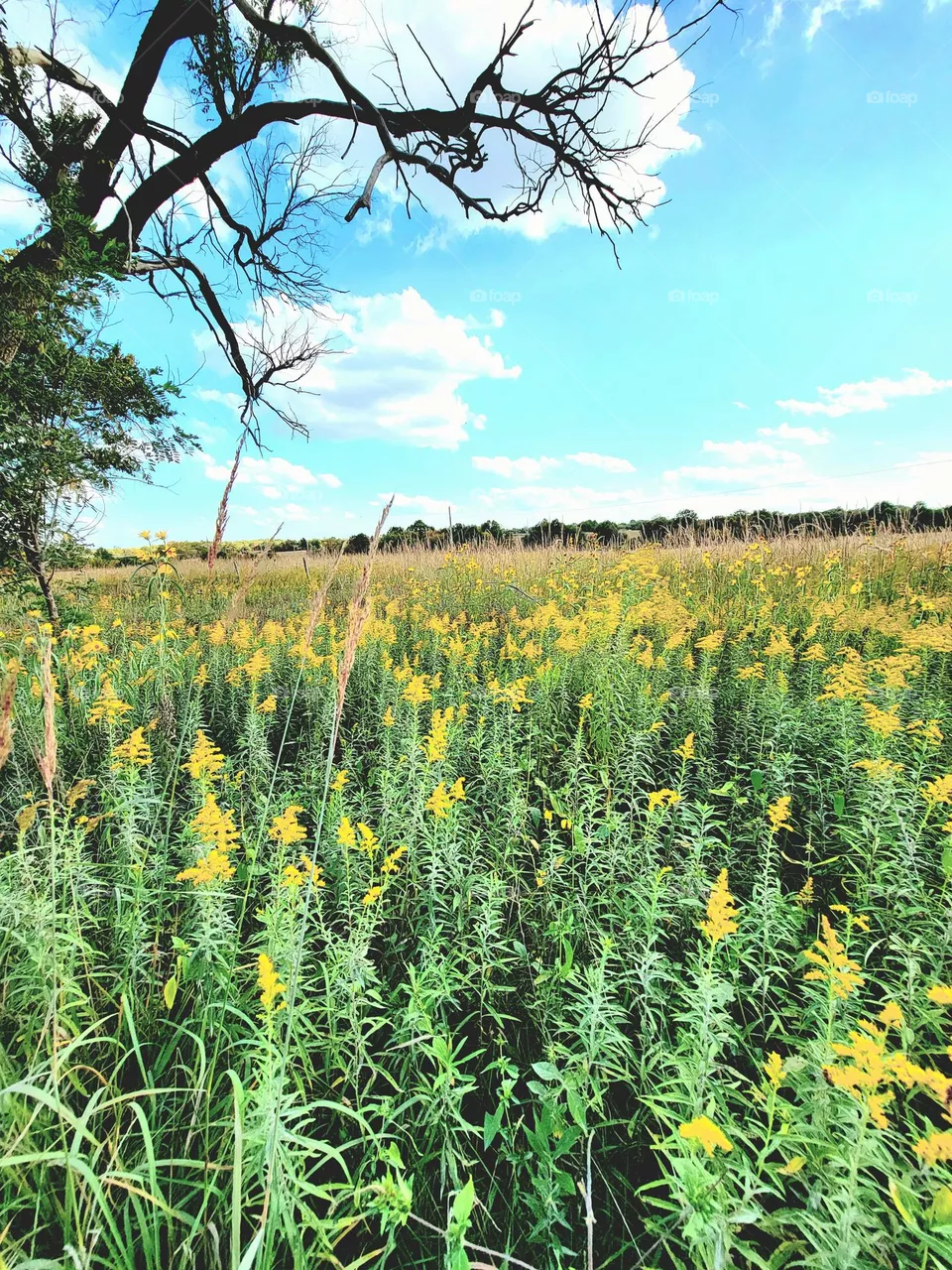 field of flowers