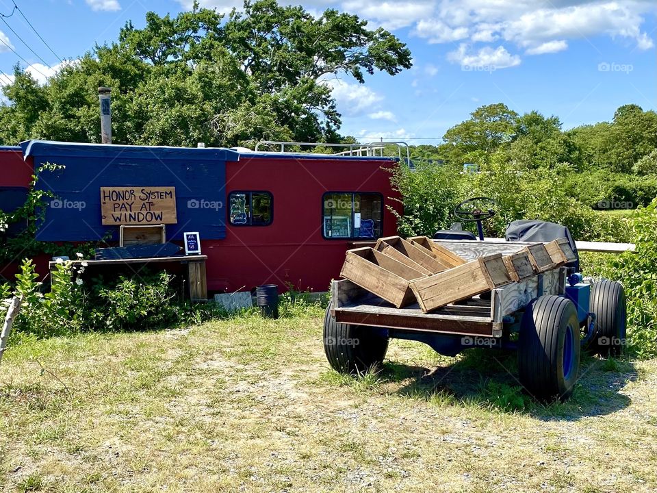 Cranberry bog stand, Cape Cod
