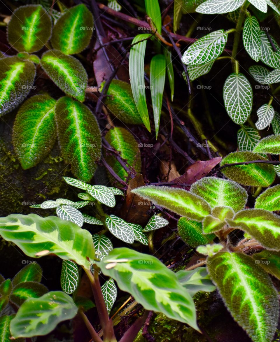 So many lovely leaves