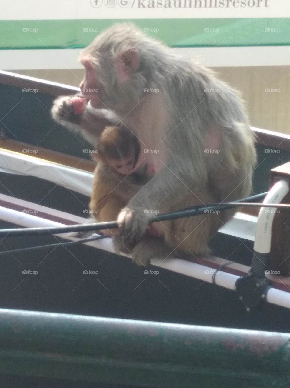 cute baby of monkey sitting on a wall watching here and there waiting and eating something