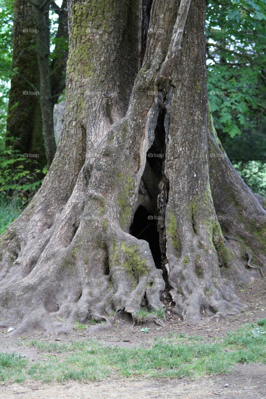 hollow tree