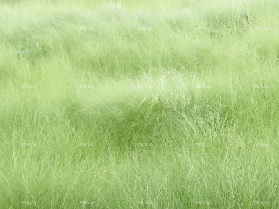 Green grass. 