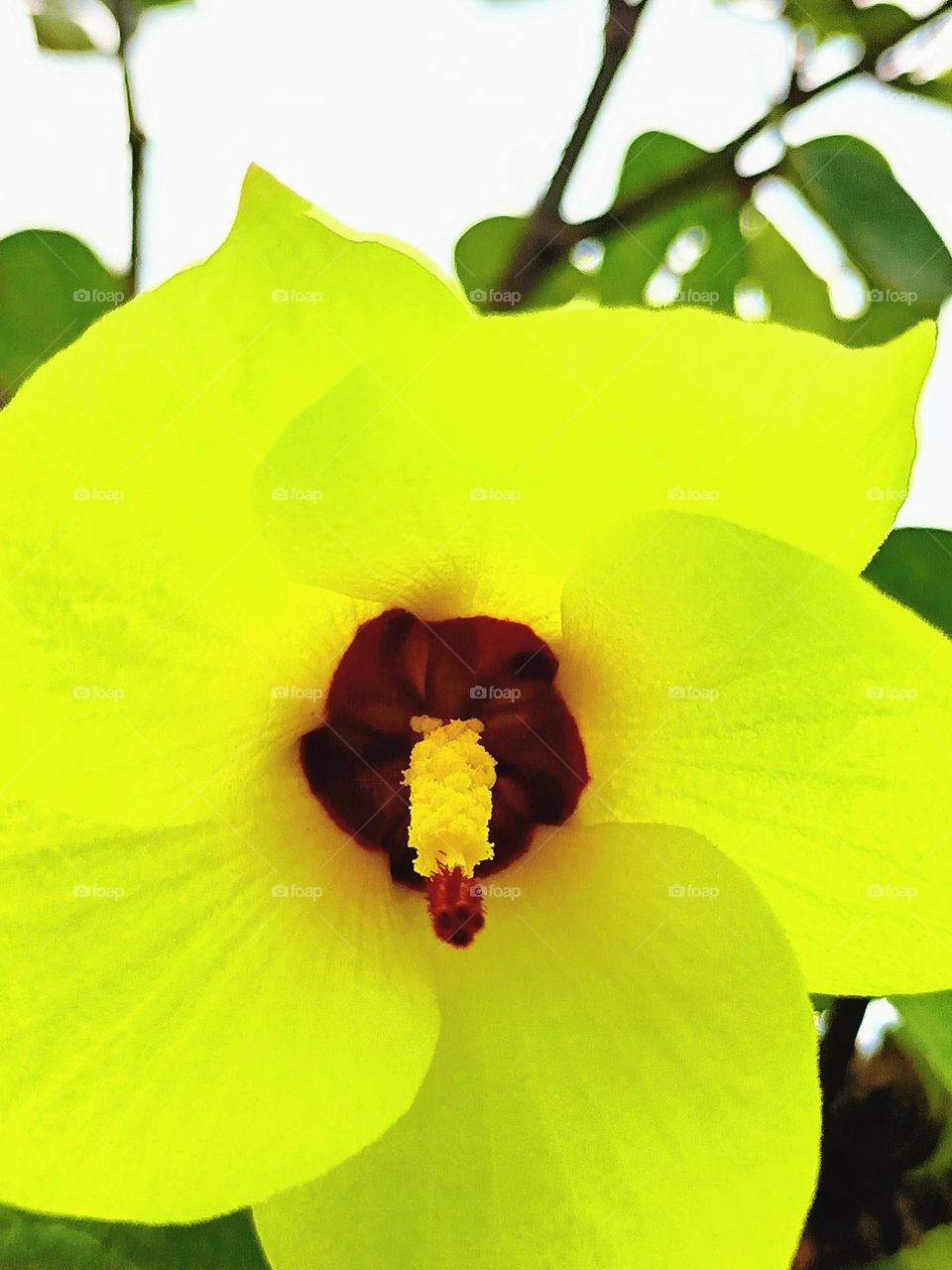 Sell Your First Photo On Foap