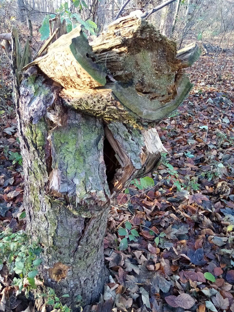 забытый пень