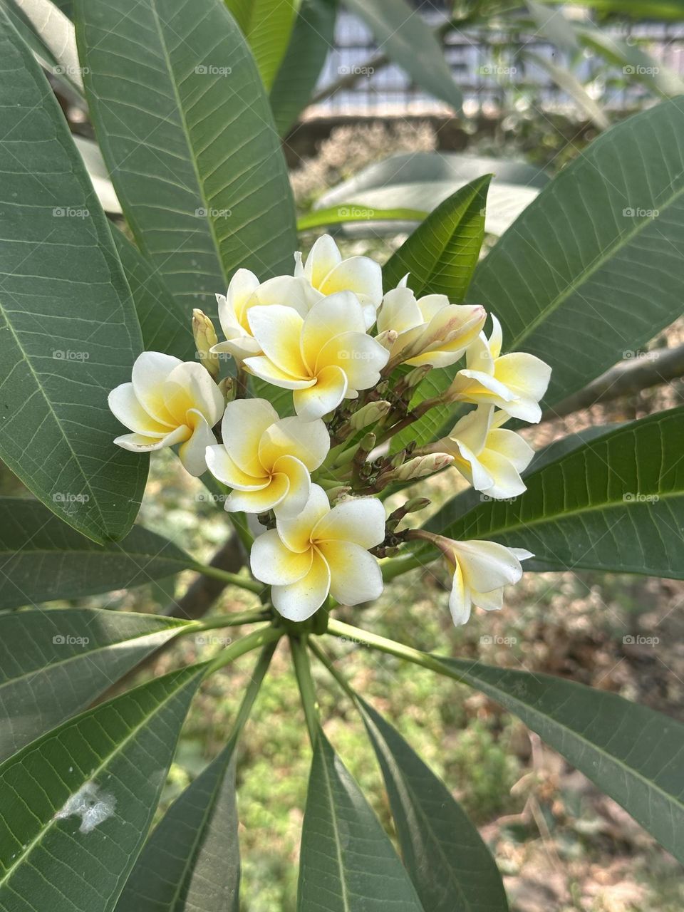 Yellow and white flowers