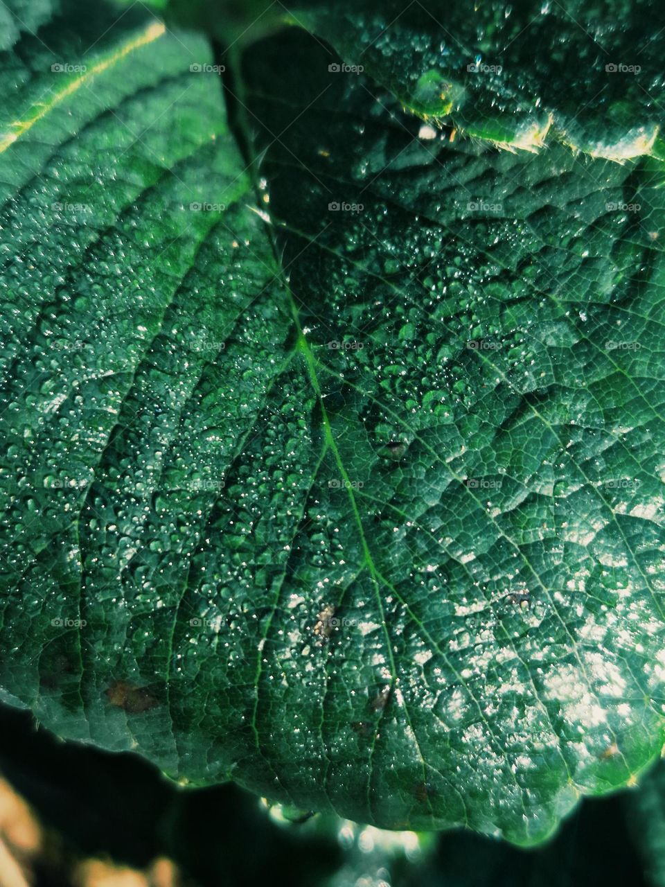 morning dew on the leaf