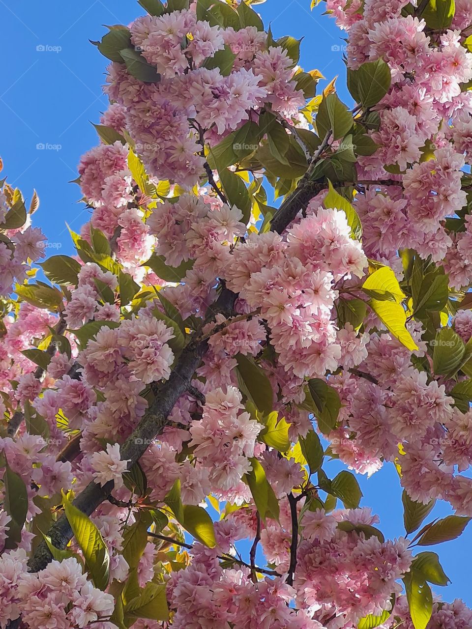 Beauty of flowers